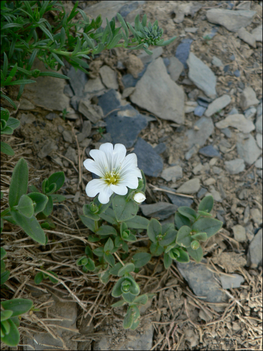 Cerastium latifolium