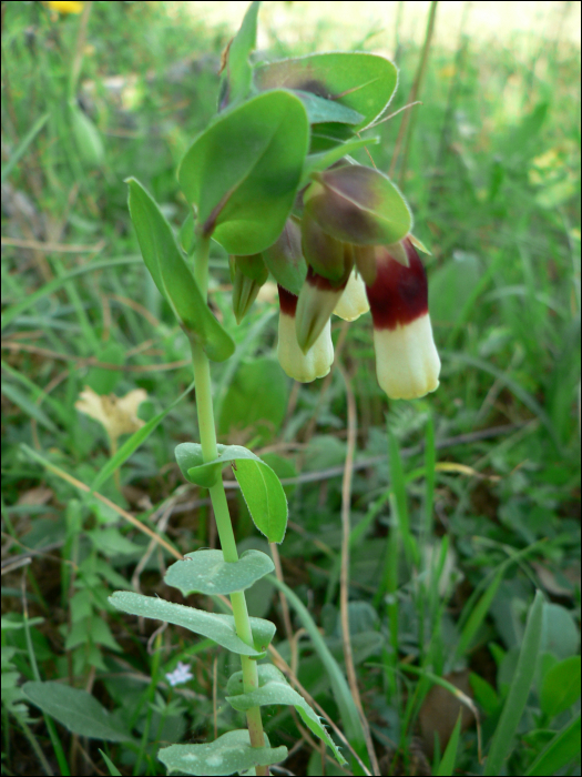 Cerinthe major