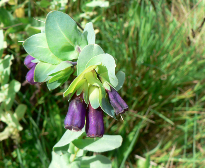 Cerinthe major