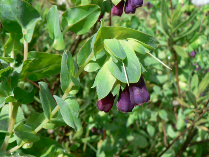 Cerinthe major