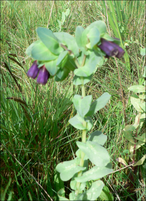 Cerinthe major