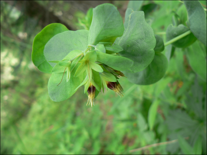 Cerinthe minor