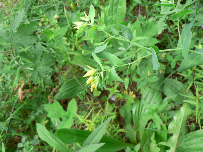 Cerinthe minor