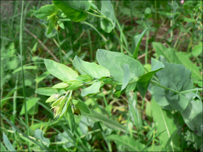 Cerinthe minor