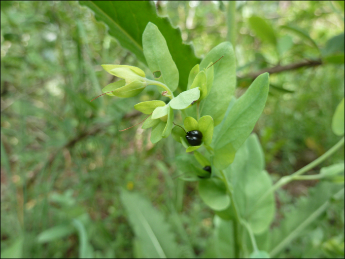 Cerinthe minor