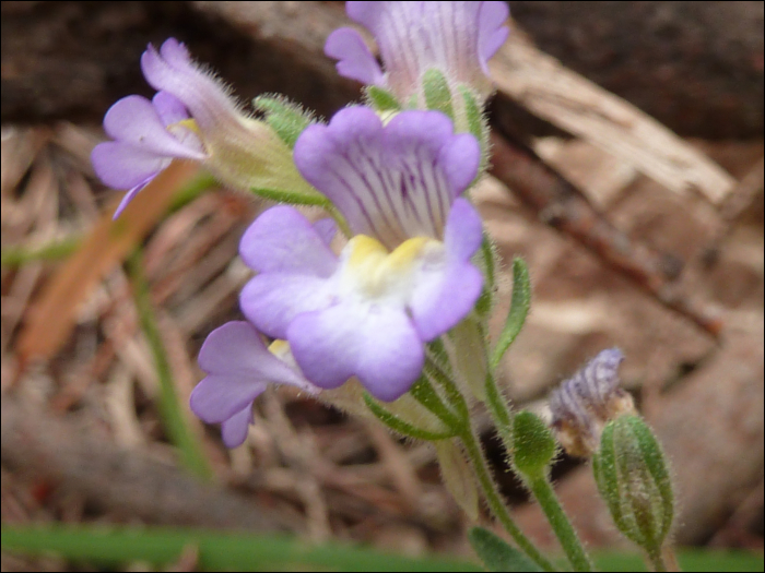 Chaenorhinum origanifolium