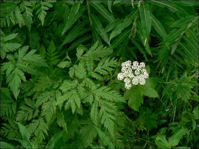 Chaerophyllum hirsutum