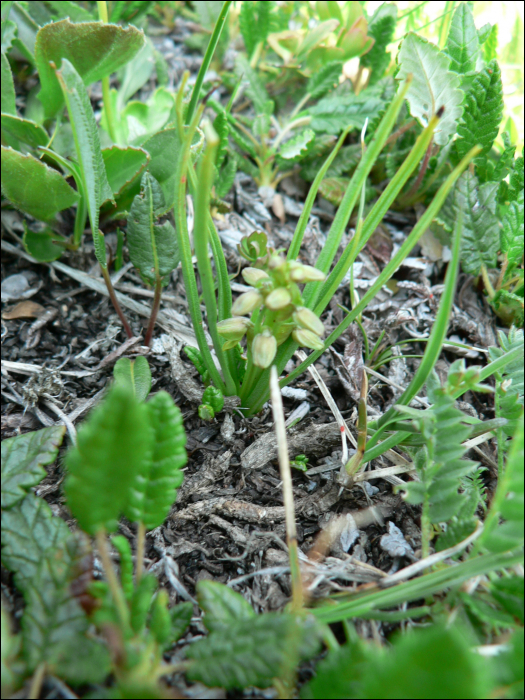 Chamorchis alpina