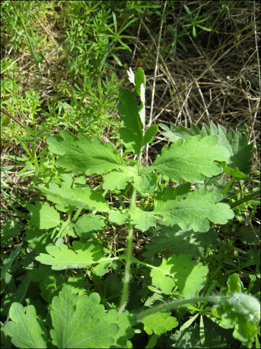 Chelidonium majus L.