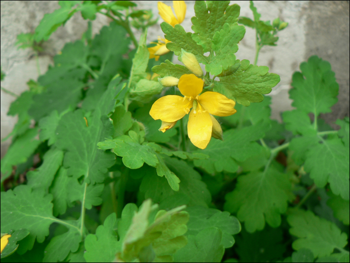 Chelidonium majus L.