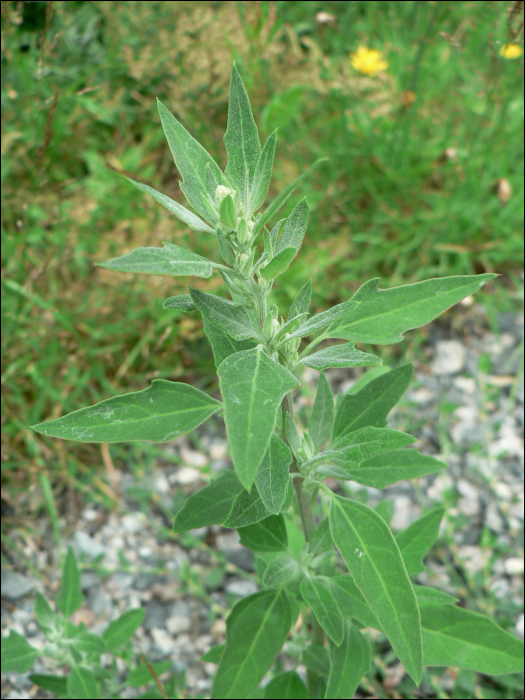 Chenopodium album L.