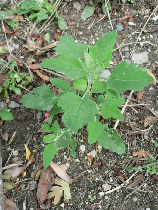 Chenopodium album L.