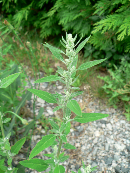 Chenopodium album L.