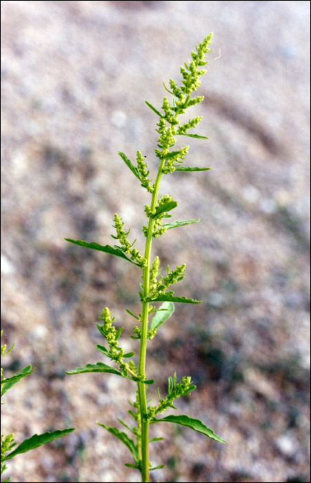 Chenopodium ambrosioides