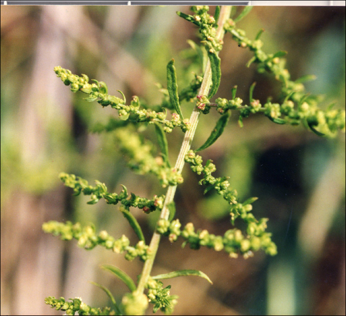 Chenopodium ambrosioides