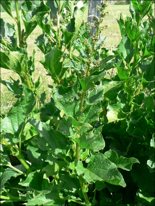 Chenopodium bonus-henricus L.