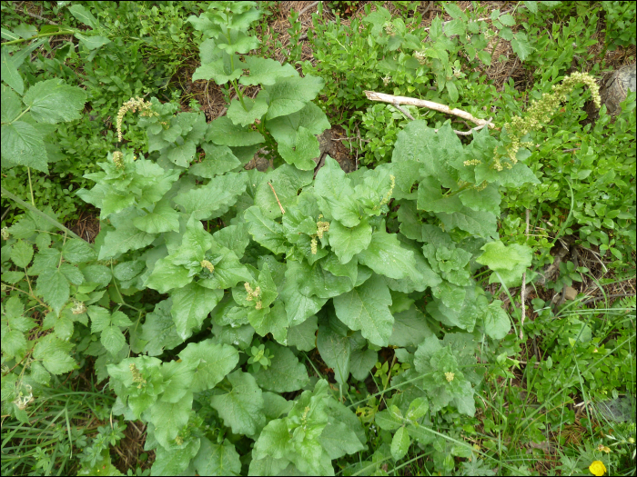 Chenopodium bonus-henricus L.