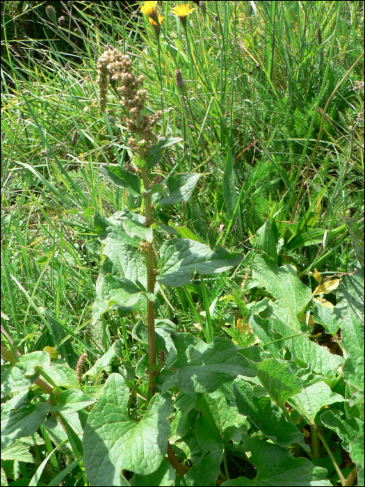 Chenopodium bonus-henricus L.