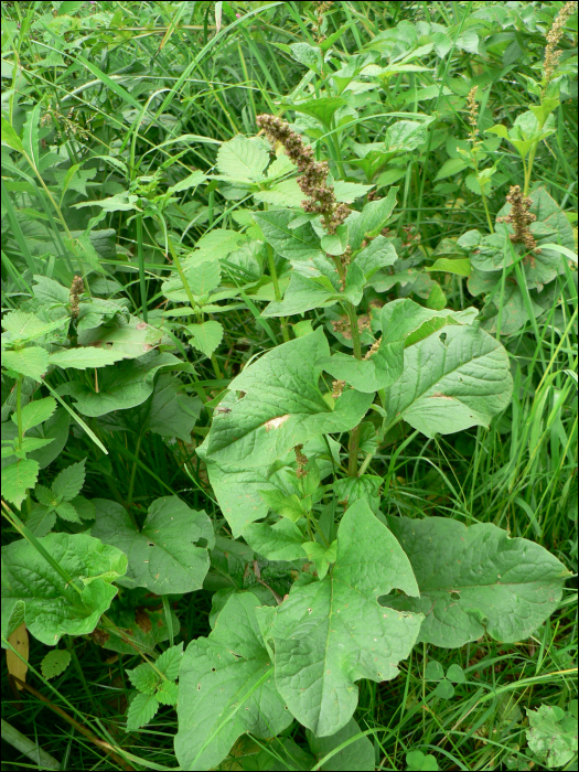 Chenopodium bonus-henricus L.