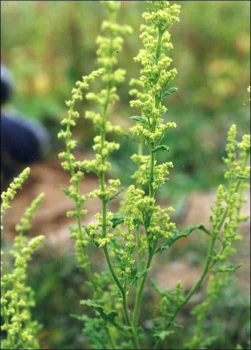 Chenopodium botrys