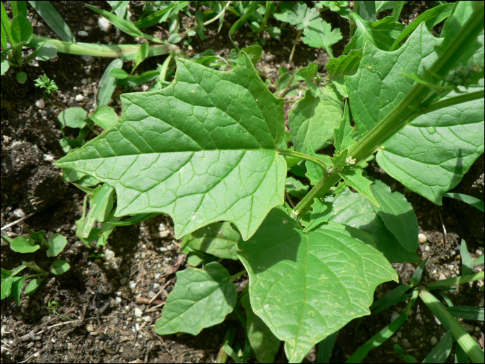 Chenopodium hybridum L.