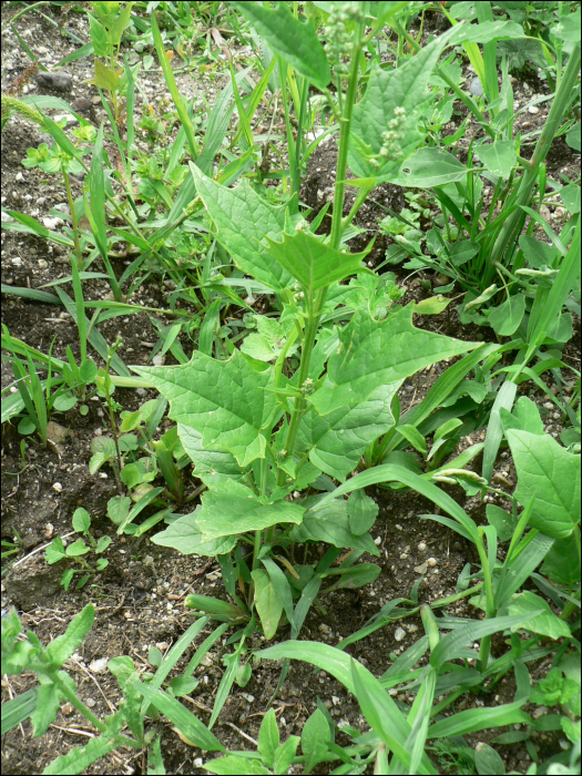 Chenopodium hybridum L.