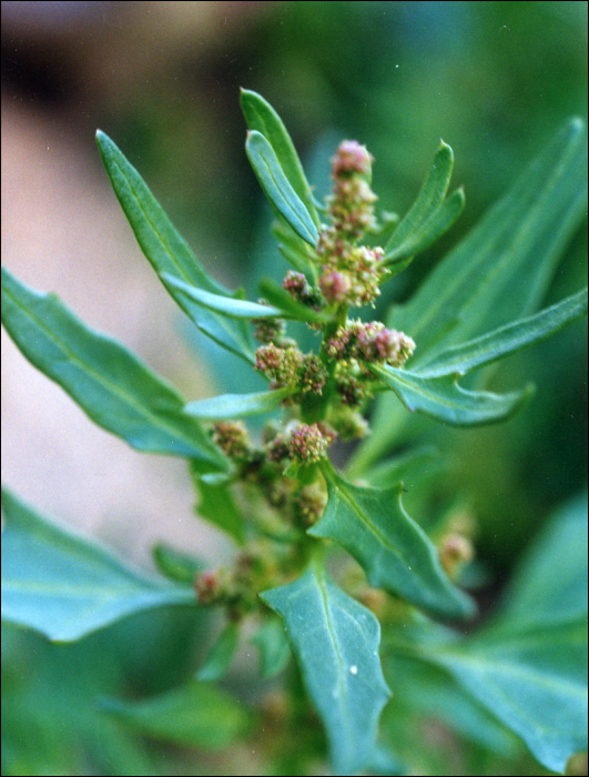 Chenopodium rubrum