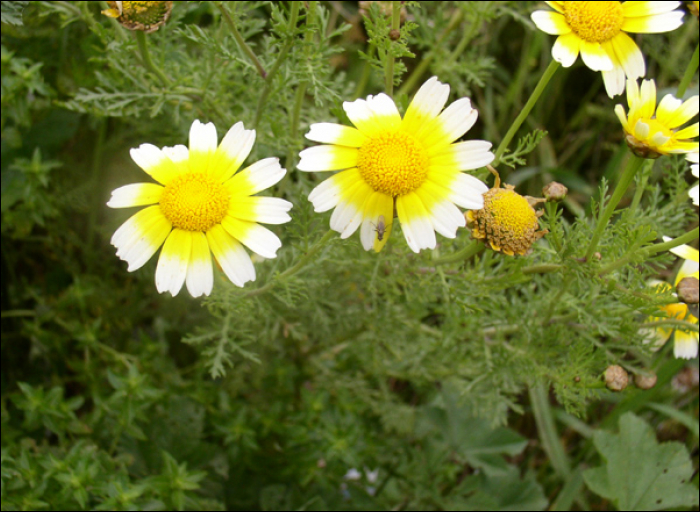 Chrysanthemum coronarium