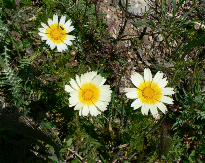 Chrysanthemum coronarium