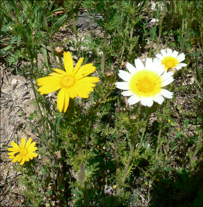 Chrysanthemum coronarium