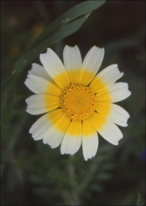 Chrysanthemum coronarium