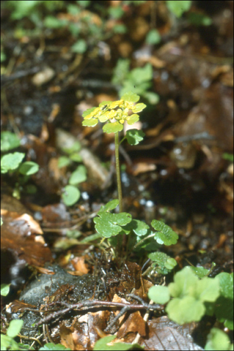 Chrysosplenium alternifolium L.