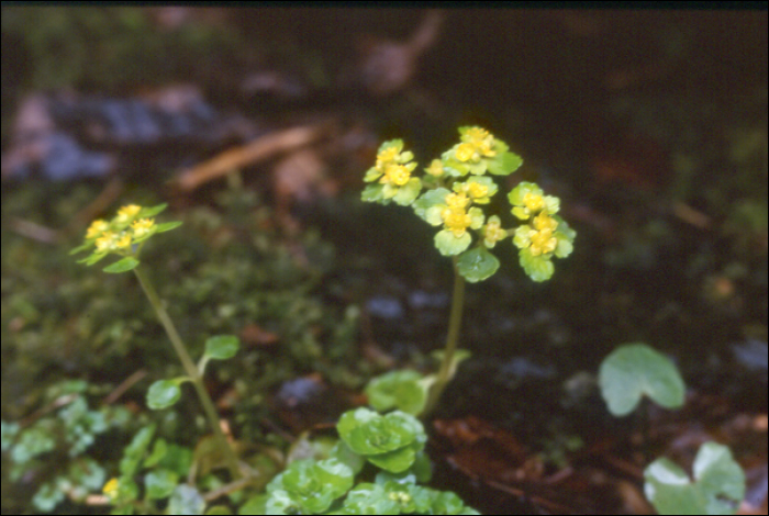 Chrysosplenium oppositifolium L.