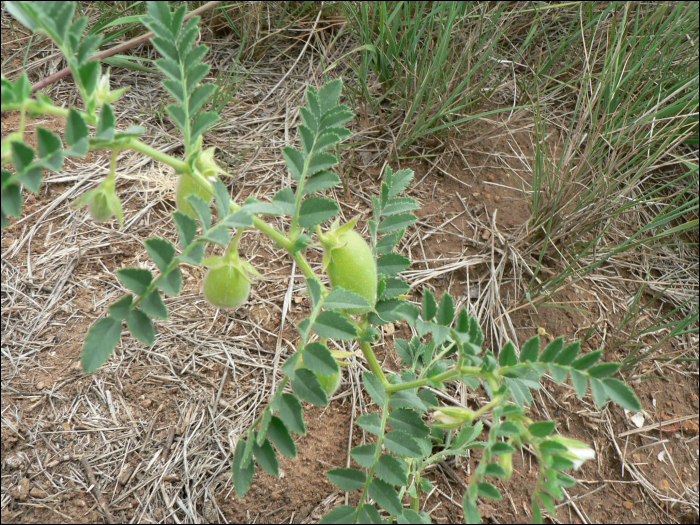 Cicer arietum