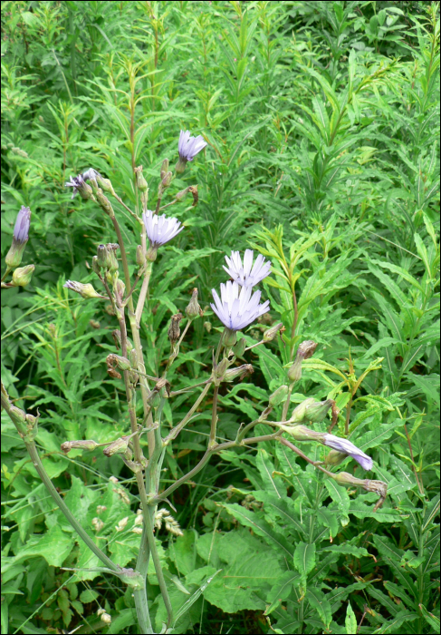 Cicerbita alpina Walbr.