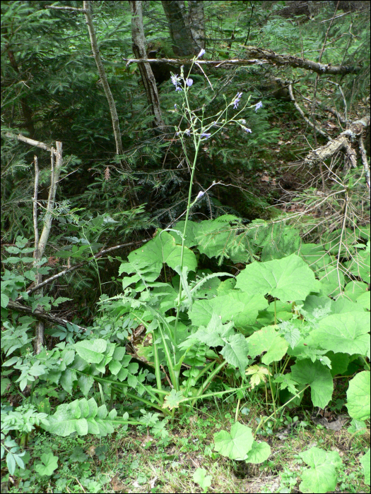 Cicerbita alpina Walbr.