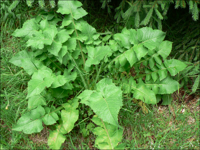 Cicerbita alpina Walbr.