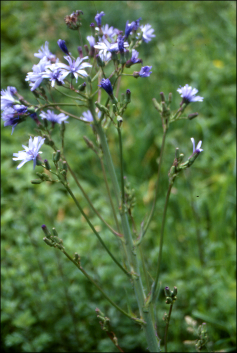 Cicerbita alpina Walbr.