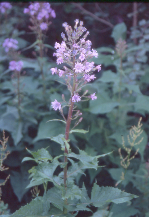 Cicerbita plumieri