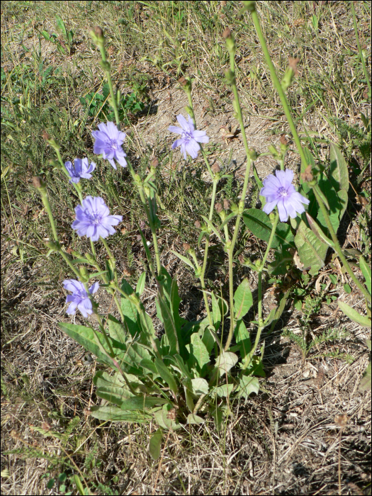 Cichorium intybus L.