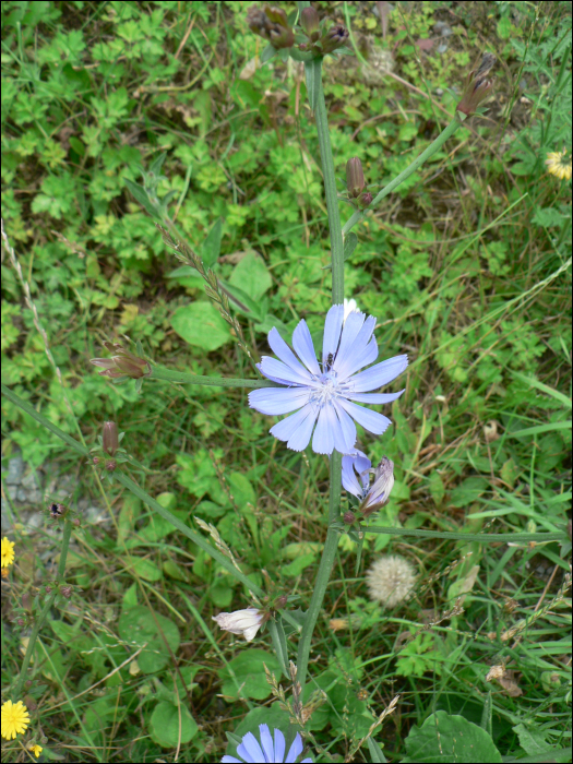 Cichorium intybus L.