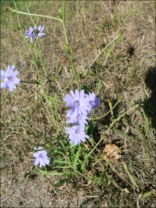 Cichorium intybus L.