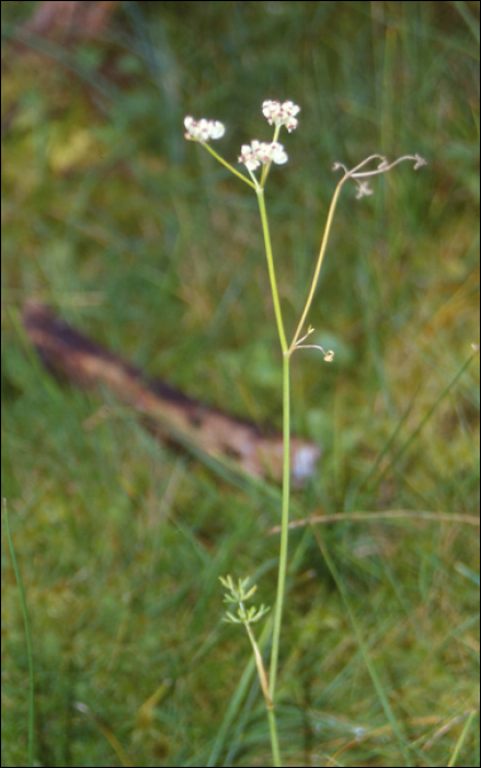 Cicuta virosa