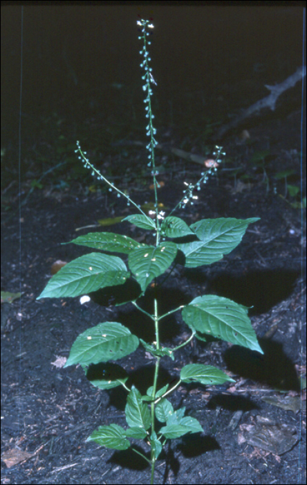 Circaea lutetiana L.