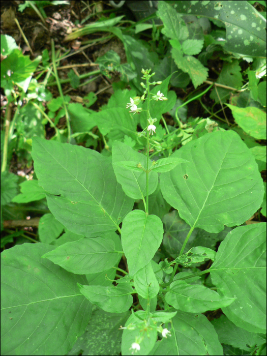 Circaea lutetiana L.