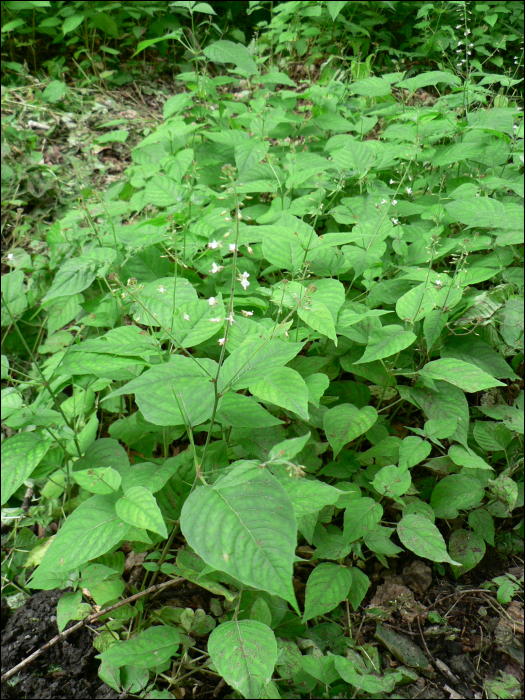 Circaea lutetiana L.