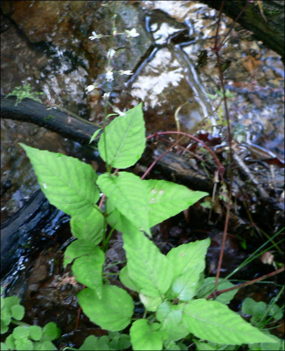 Circaea lutetiana L.