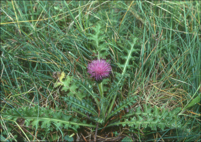 Cirsium acaule Scop.