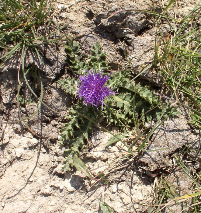 Cirsium acaule Scop.