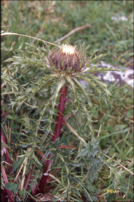 Cirsium acaule Scop.